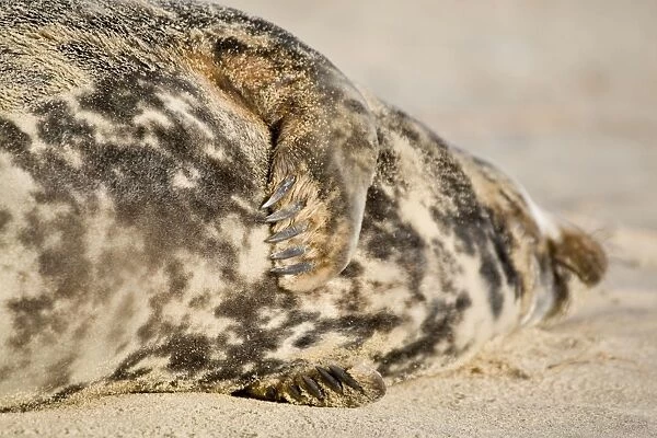Grey Seal - cow lying on beach showing front flippers - Norfolk England