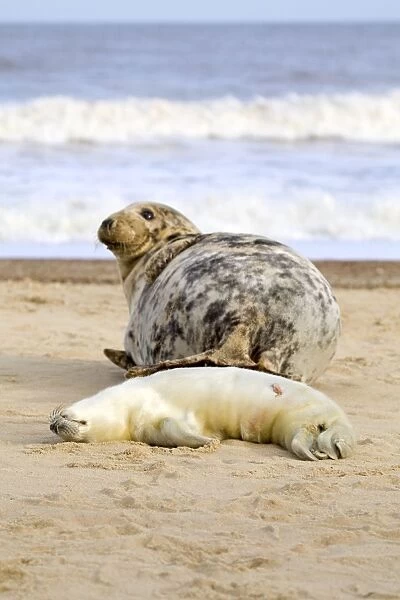 Grey Seal - Cow and newborn pup - Norfolk - UK