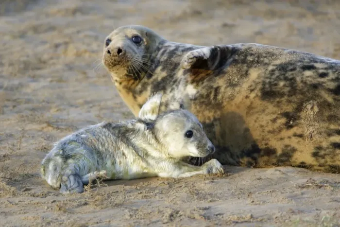 Framed Print : Grey Seal - cow with newly born pup on beach. Donna Nook seal sanctuary, Lincolnshire, UK Framed Print : Grey Seal - cow with newly born pup on beach. Donna Nook seal sanctuary, Lincolnshire, UK