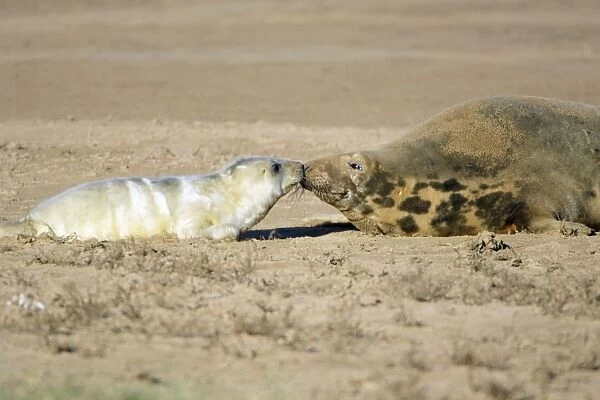 Grey Seal - cow with pup on beach, Donna Nook seal sanctuary. Lincolnshire, UK
