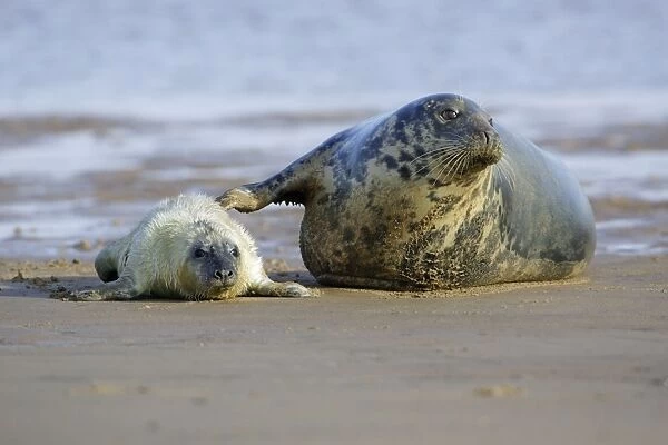 Grey Seal - cow with pup on beach Donna Nook seal sanctuary, Lincolnshire, UK