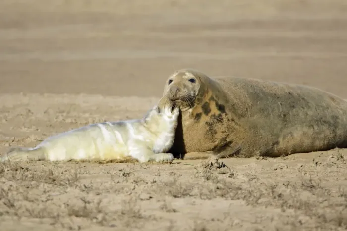 Framed Print : Grey Seal - cow with pup on beach, Donna Nook seal sanctuary. Lincolnshire, UK Framed Print : Grey Seal - cow with pup on beach, Donna Nook seal sanctuary. Lincolnshire, UK