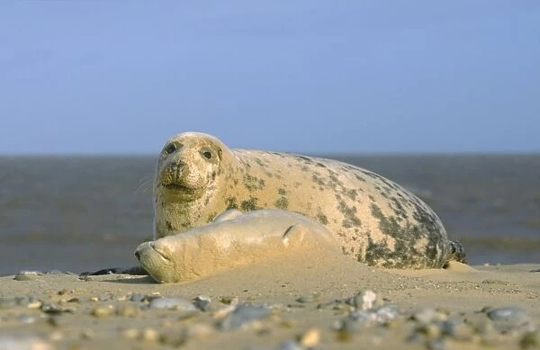 Grey Seal Cow and Pup Norfolk UK