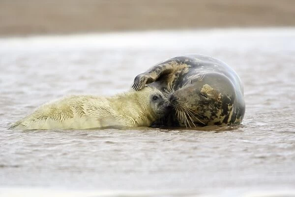 Grey Seal - cow with pup in sea, Donna Nook seal sanctuary, Lincolnshire, UK