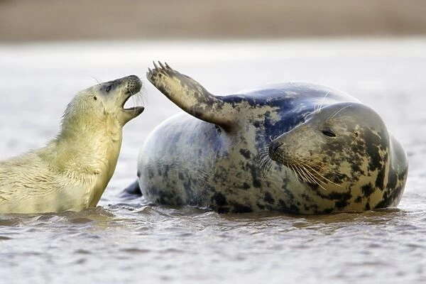 Grey Seal - cow with pup in sea. Donna Nook seal sanctuary, Lincolnshire, UK