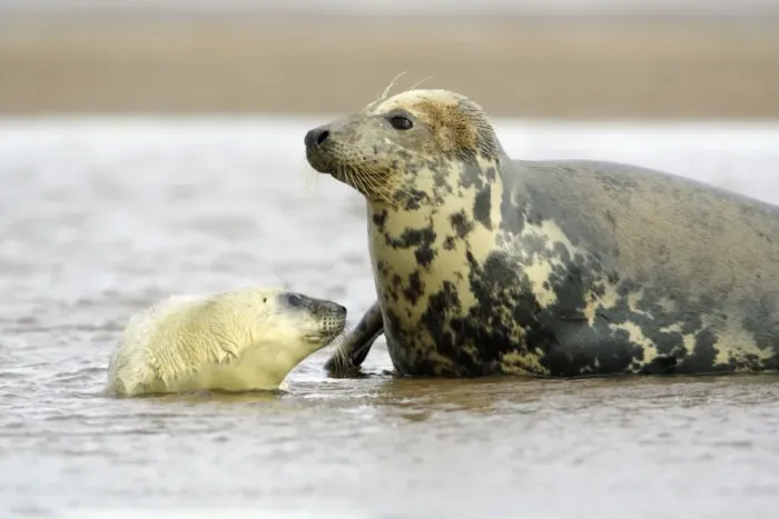 Framed Print : Grey Seal - cow with pup in sea Donna Nook seal sanctuary, Lincolnshire, UK Framed Print : Grey Seal - cow with pup in sea Donna Nook seal sanctuary, Lincolnshire, UK