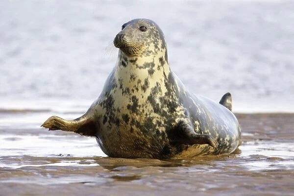 Grey Seal - cow on sand-bank. Donna Nook seal sanctuary, Lincolnshire, UK
