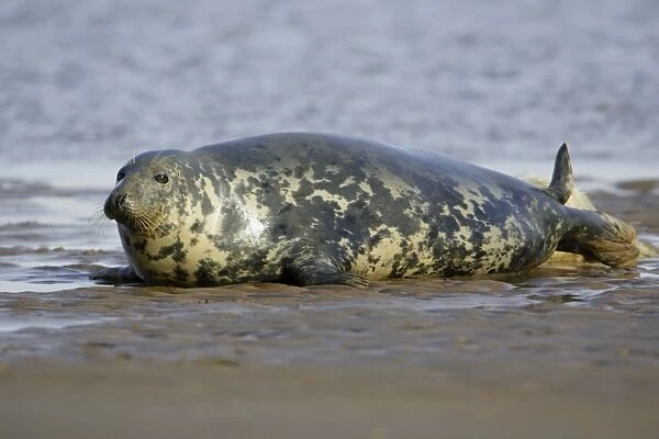 Grey Seal - cow on sand-bank. Donna Nook seal sanctuary, Lincolnshire, UK