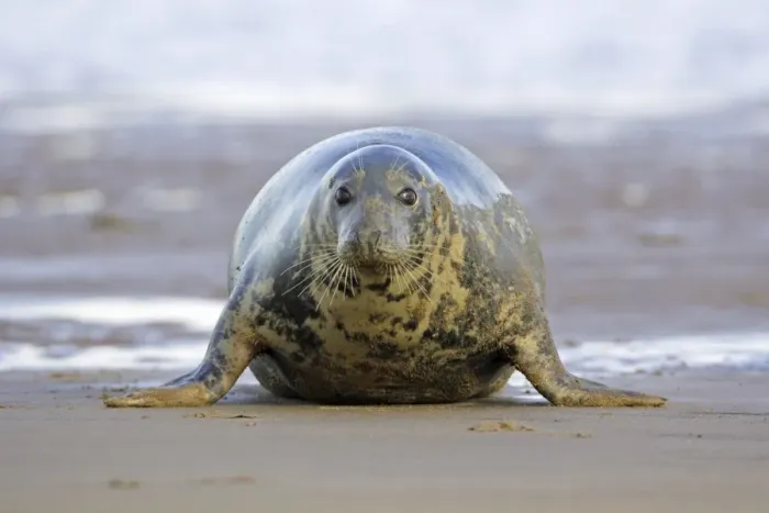 Framed Print : Grey Seal - cow on sand-bank. Donna Nook seal sanctuary, Lincolnshire, UK Framed Print : Grey Seal - cow on sand-bank. Donna Nook seal sanctuary, Lincolnshire, UK