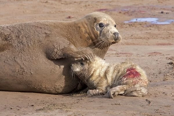Grey Seal - cow on a sandy beach with flipper resting on head of new born calf. England, UK