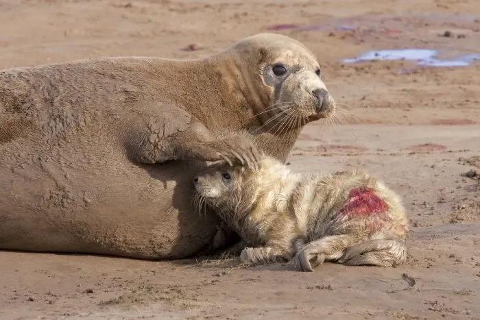 Framed Print : Grey Seal - cow on a sandy beach with flipper resting on head of new born calf. England, UK Framed Print : Grey Seal - cow on a sandy beach with flipper resting on head of new born calf. England, UK