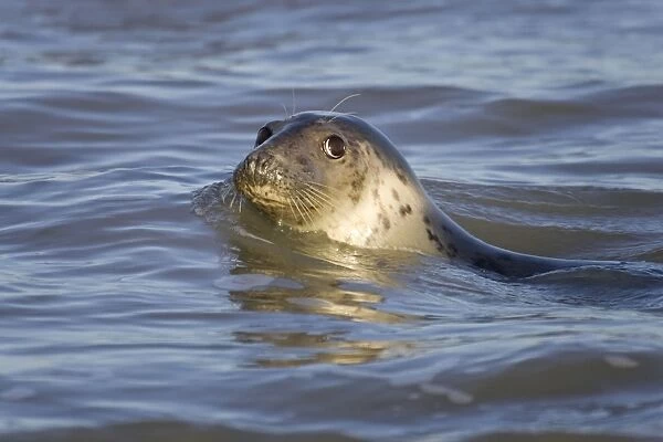 Grey Seal Cow swimming close to beach Waxham Beach Norfolk UK