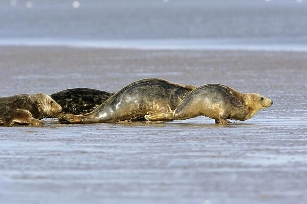 Grey Seal - cows emerging from the sea onto sand-bank. Donna Nook seal sanctuary, Lincolnshire, UK