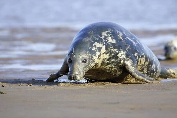 Grey Seal Donna Nook seal sanctuary Lincolnshire UK