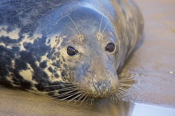 Grey Seal - female on beach during mating season - UK