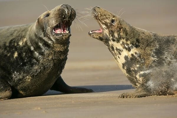 Grey Seal female warding off courting bull Donna Nook, Lincolnshire Coast, England, UK