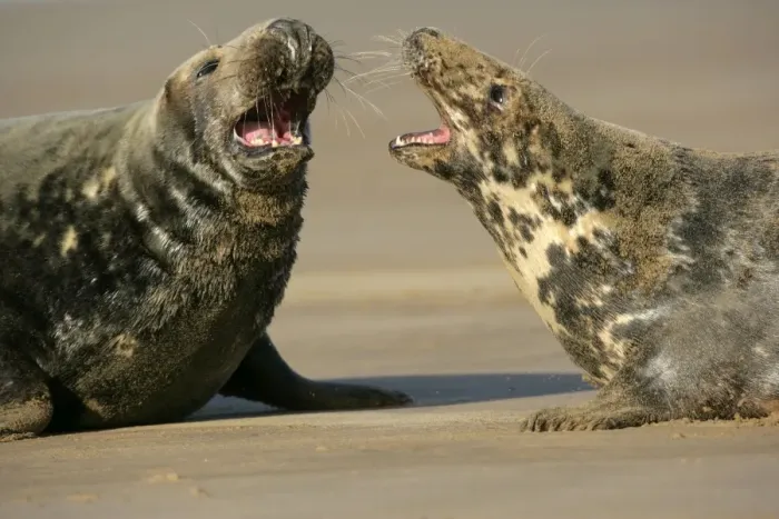 Framed Print : Grey Seal female warding off courting bull Donna Nook, Lincolnshire Coast, England, UK Framed Print : Grey Seal female warding off courting bull Donna Nook, Lincolnshire Coast, England, UK