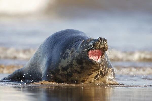 Grey Seal - hauling itself out of the sea onto the sand with mouth open - Donna Nook - Lincolnshire - UK