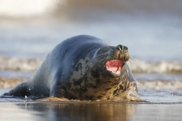 Framed Print : Grey Seal - hauling itself out of the sea onto the sand with mouth open - Donna Nook - Lincolnshire - UK Framed Print : Grey Seal - hauling itself out of the sea onto the sand with mouth open - Donna Nook - Lincolnshire - UK