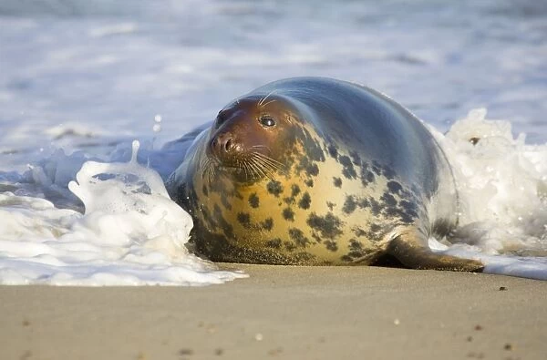 Grey Seal - Hauling out in surf Waxham Beach Norfolk UK