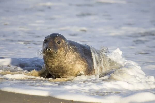 Grey Seal - hauling out in surf Waxham Beach Norfolk UK