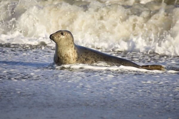 Grey Seal - hauling out in surf Waxham Beach Norfolk UK
