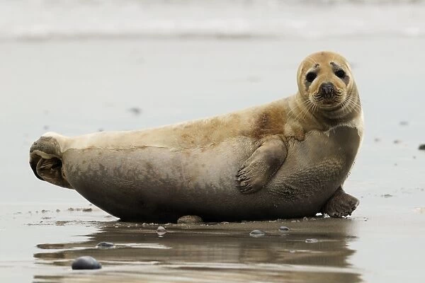 Grey seal. Helgoland - Germany