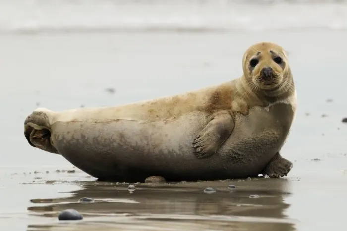 Framed Print : Grey seal. Helgoland - Germany Framed Print : Grey seal. Helgoland - Germany