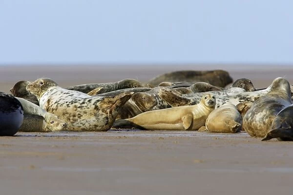 Grey Seal - herd basking on sand-bank. Donna Nook seal sanctuary, Lincolnshire, UK