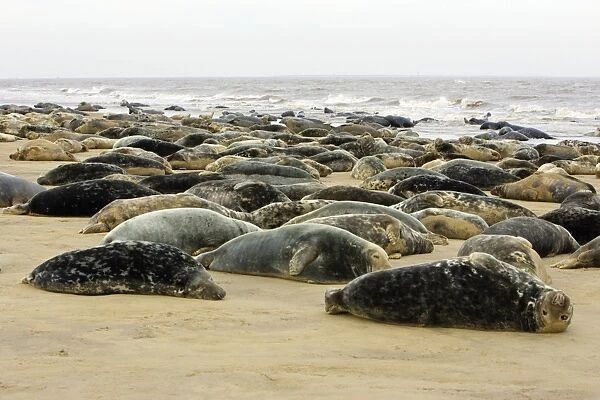 Grey Seal - herd resting on sand-bank. Donna Nook seal sanctuary, Lincolnshire, UK