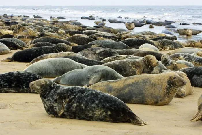 Framed Print : Grey Seal - herd resting on sand-bank. Donna Nook seal sanctuary, Lincolnshire, UK Framed Print : Grey Seal - herd resting on sand-bank. Donna Nook seal sanctuary, Lincolnshire, UK
