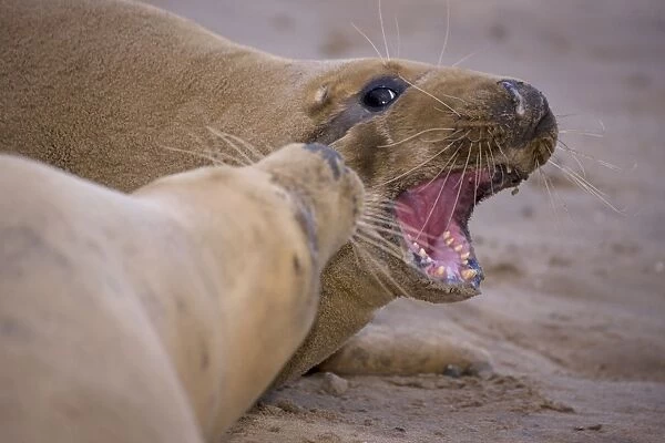 Grey Seal - male and female interacting on beach during mating season - UK