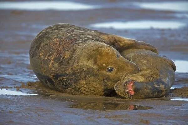 Grey Seal - male and female mating on beach - UK