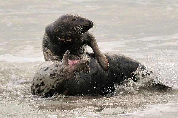 Grey seal - male and female playing in mating season. Germany
