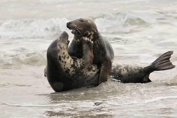 Grey seal - male and female playing in mating season. Germany
