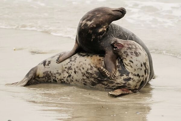 Grey seal - male and female playing in mating season. Helgoland - Germany