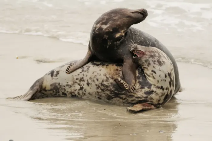 Framed Print : Grey seal - male and female playing in mating season. Helgoland - Germany Framed Print : Grey seal - male and female playing in mating season. Helgoland - Germany