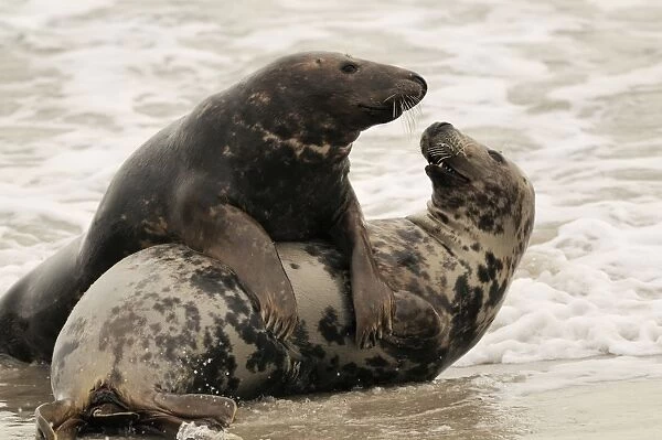 Grey seal - male and female playing in mating season. Helgoland - Germany