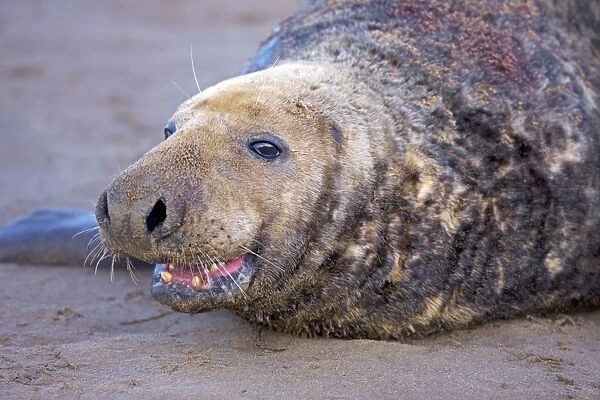 Grey Seal - male showing wounds from territorial fighting during mating season - UK