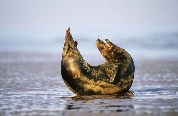 Grey Seal - male stretching Lincolnshire