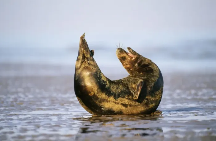 Framed Print : Grey Seal - male stretching Lincolnshire Framed Print : Grey Seal - male stretching Lincolnshire