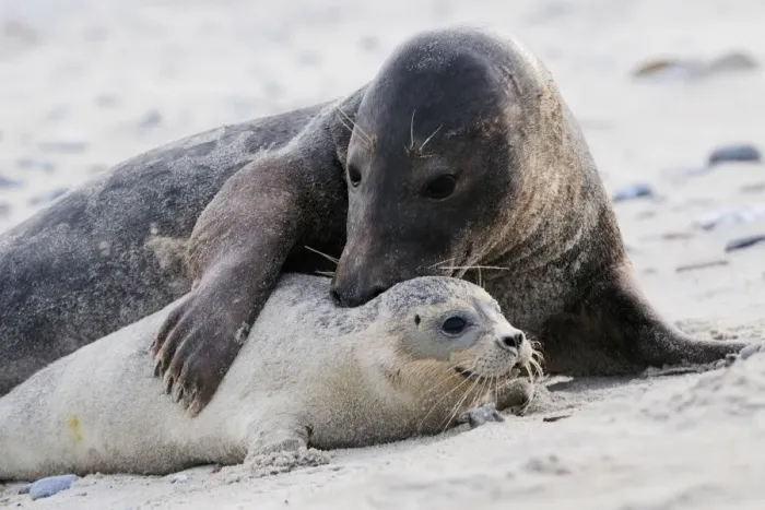 Framed Print : Grey seal - male and young on a beach. Helgoland - Germany Framed Print : Grey seal - male and young on a beach. Helgoland - Germany