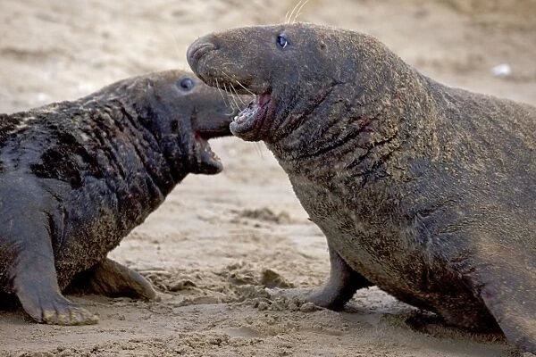 Grey Seal - two males engaged in territorial fight during mating season - UK