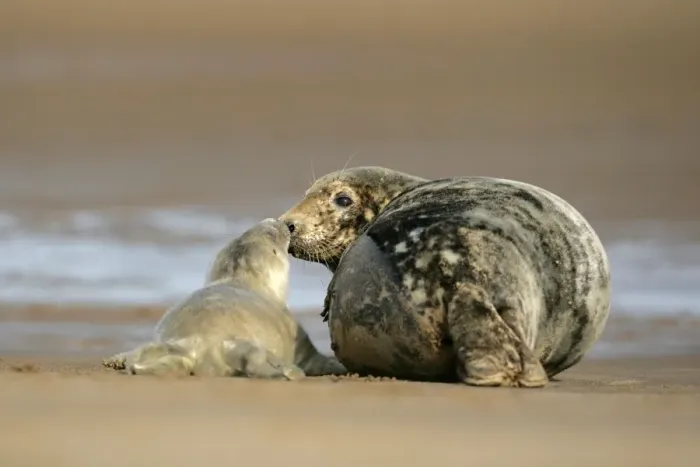 Framed Print : Grey Seal mother and newborn pup taking stock of each other Donna Nook, Lincolnshire Coast, England, UK Framed Print : Grey Seal mother and newborn pup taking stock of each other Donna Nook, Lincolnshire Coast, England, UK