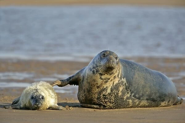 Grey Seal mother touching newborn pup in affection Donna Nook, Lincolnshire Coast, England, UK
