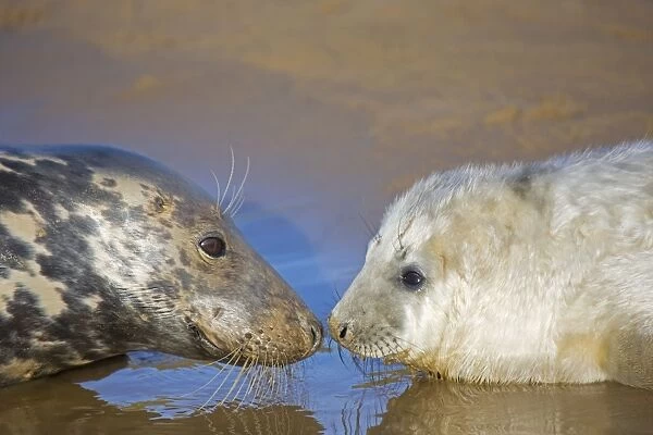 Grey Seal - mother and young interacting on beach - UK