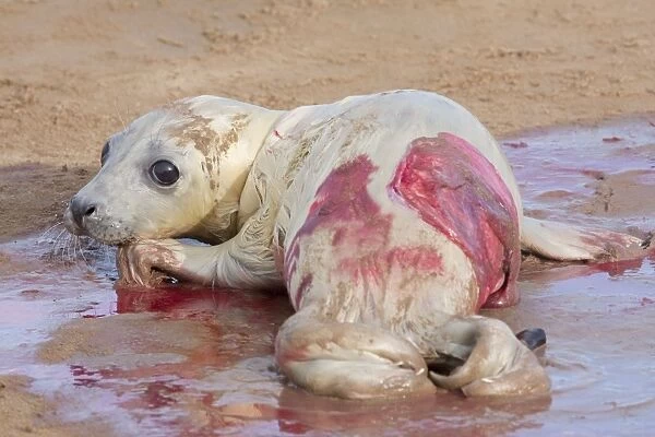 Grey Seal - newly born pup with afterbirth, lying on sand. Lincolnshire, England