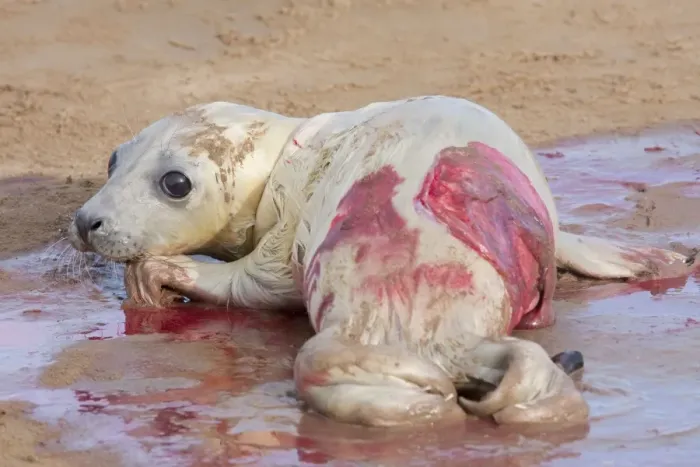 Framed Print : Grey Seal - newly born pup with afterbirth, lying on sand. Lincolnshire, England Framed Print : Grey Seal - newly born pup with afterbirth, lying on sand. Lincolnshire, England
