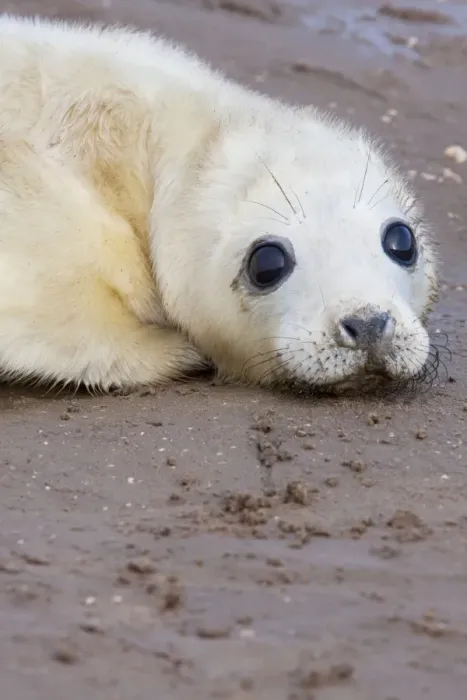 Framed Print : Grey Seal - newly born pup lying on sand. Lincolnshire, England Framed Print : Grey Seal - newly born pup lying on sand. Lincolnshire, England