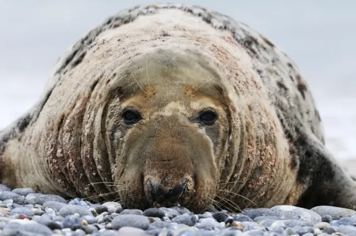 Framed Print : Grey seal - old male on beach. Helgoland, Germany Framed Print : Grey seal - old male on beach. Helgoland, Germany